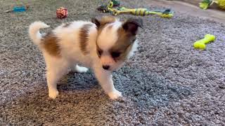 Papillon Puppy Libby