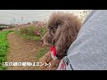 【愛犬とおでかけ群馬】【鼻高展望花の丘◆わんこok】丘に広がる一面のコスモスと花々