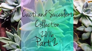 Cacti and Succulent Collection 2016 (part 2)