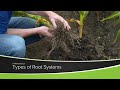 Types of Root Systems