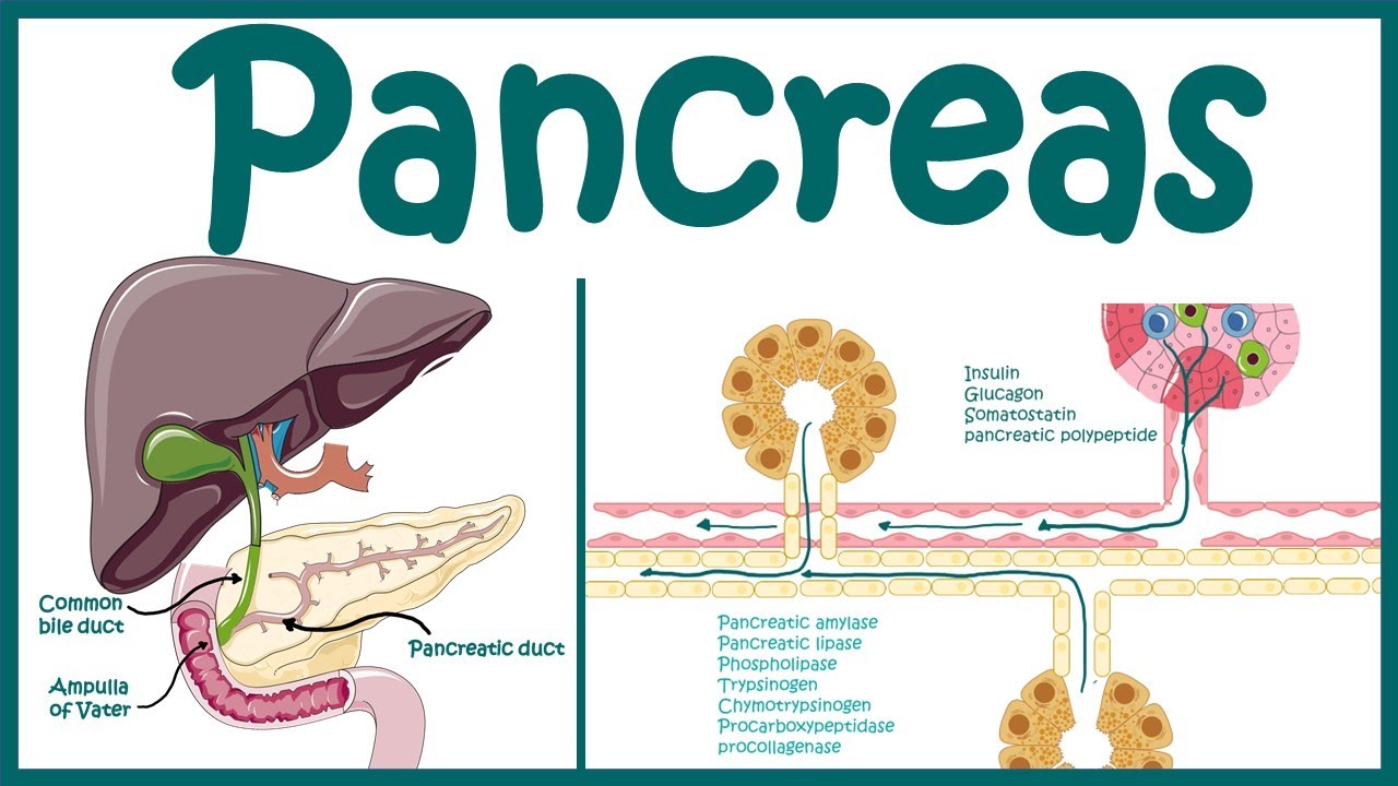 Pancreas | Endocrine And Exocrine Pancreas Overview | Heterocrine Gland ...