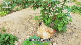 [전원일기] 농촌생활, 산딸기 따 먹는 닭 (꼬순이)