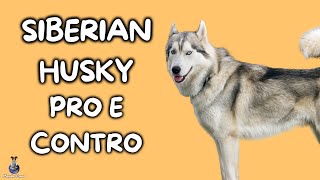 Siberian Husky: Pro e Contro