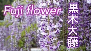 【八女 黒木大藤祭り】fuji  flower Japan Wisteria floribunda