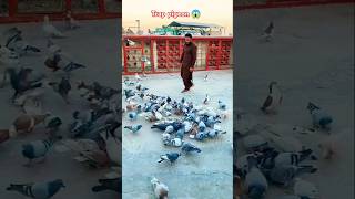 Kabutar ko hath se pakda 💫 #shorts #pigeon #viral