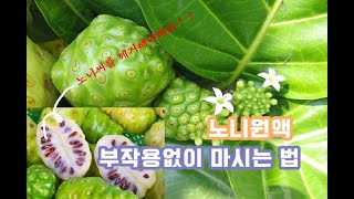 노니주스 부작용없이 마시는법/섭취방법/청정지역 타히티노니에서 X를 빼고 만든 노니원액/noni