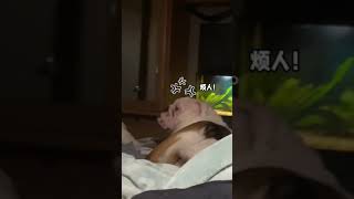 我還以為是狗子放屁熏著她了