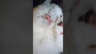 【仔猫】 ミヌエット こねこ　可愛い 癒し　コネコ　子猫 小猫 仔猫 マンチカン  #shorts #猫 #cat