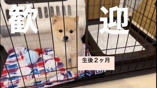 【ポメ×豆柴】子犬がやってきました！！