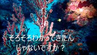 伊豆 ダイビングライセンス取得  秋はベストシーズン 富戸ヨコバマを潜る