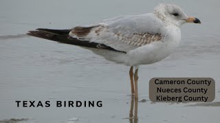 Texas Birding