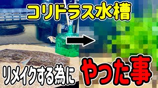 たった10分でシンプル過ぎるコリドラス水槽をリメイクする方法【熱帯魚 アクアリウム】