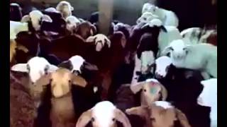 Best Vines Mar 2015 - Baby goats be like