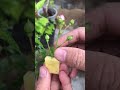 how to propagate super cotton roses very effectively shorts