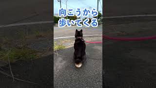 【柴犬】人が好きな黒柴💕いつまでも待ちます🤭 #shibainu #柴犬 #黒柴 #朝活