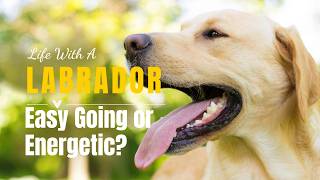 Labrador Dog Breed Guide: Personality, Traits & Ideal Owners