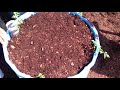 Filling Wick Tub with soil and fertilizer Ep 20A