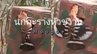 นกกะรางหัวขวาน Hoopoe