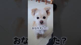 ごはんのことで頭がいっぱいだから ちっちゃいことは気にしない　#shorts #チワプー #犬のいる暮らし