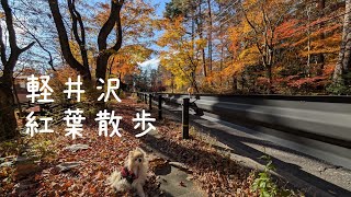 【国道146号の紅葉】元保護犬・ポメラニアンのアートと晩秋の千ヶ滝地区・国道146号沿いの舗道を落葉を踏みしめながら歩きました！【長野県軽井沢町】　#154　2024/11/13