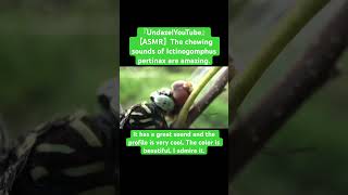 【ASMR】The chewing sounds of Ictinogomphus pertinax are amazing.#love #mukbang #eating #insects #god