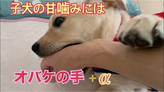 実録・オバケの手＋αで子犬の甘噛みが本当に止まった、動物行動学の先生から内緒に教わった方法です。