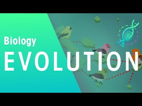 What finches did Darwin study?