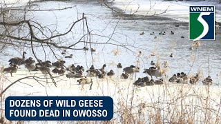 Dozens of wild geese found dead in Owosso