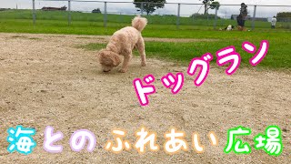 【ドッグラン】海とのふれあい広場に愛犬マロンと行ってみた