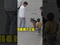 狗狗做錯事情被教訓了！小主人看見以後為跪下來為它求情！ dog 萌娃 funny