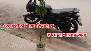 তেজপাতা গাছ কিনলাম || Buying Bay Leaf Tree || ছাদকৃষি || Rooftop Farming \u0026 Rumon