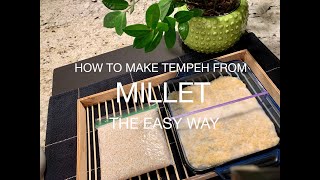 How To Make Tempeh From Millet The Easy Way