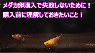 メダカの卵を購入する際の注意点について！全滅…好みの子が出ない…リスクを理解して購入しましょう！