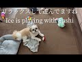 【犬の分離不安】シーズーあいす 苦手なお留守番 separation anxiety shihtzu puppy ice staying home alone