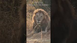 Maasai Mara Sightings Today 07/08/22 (Lions, Cheetah, etc) | Zebra Plains | #Wildlife #ShortsAfrica