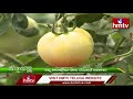 ఆయిల్ పామ్ సాగుతో అందివచ్చే లాభాలు benefits of oil palm cultivation hmtv nelathalli