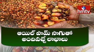 ఆయిల్ పామ్ సాగుతో అందివచ్చే లాభాలు | Benefits of Oil Palm Cultivation | hmtv Nelathalli