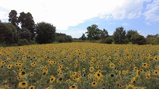 【奈良】馬見丘陵公園 Umami Kyuryo Park (Nara, Japan) (2023)