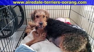 Airedale Puppies