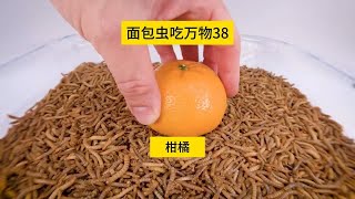 面包虫吃万物38，冬天正是吃橘时