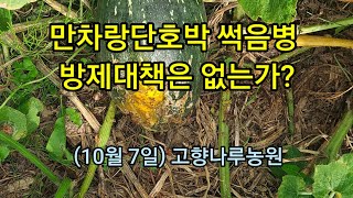 만차랑단호박 썩음현상 도대체 무슨병이며 방제대책은 없는가?