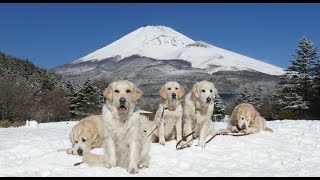 アイン村　さよ，ヒヨ，チロ　雪遊び　2016.2.4（Golden Retriever）