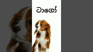 බලු පැට්ටට වෙනස් මොඩර්න් පොශ් නමක් best dog names බල්ලාගේ හුටතලේ