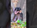 Newborn Baby First Step Adventure, So Adorable Baby Monkey #cutemonkey #money