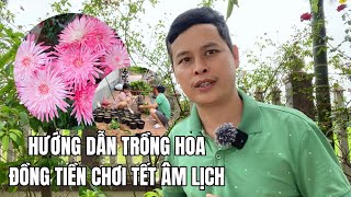 Hướng dẫn trồng hoa đồng tiền chơi tết âm lịch