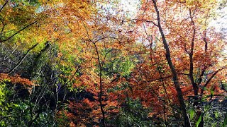 長門峡の秘境　金郷渓の紅葉　迫力満点の瀑布観光と紅葉狩り