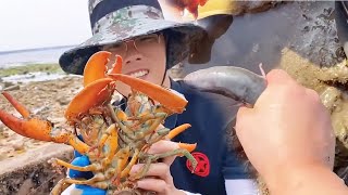 【English sub】小章趕海，石塊一翻珍珠堆成山！再挖竟遇超大龍蝦窩和鰻魚窩！！！【趕海小章】