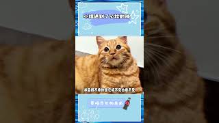 小猫遇到了心软的神 #shorts #可爱 #猫 #流浪猫