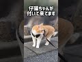 追いかけて来る町娘に一喝する猫〜男はつらいよ 元野良猫チャチャ 猫武将 猫侍 ねこ cat 猫 チャチャ ねこさんぽ