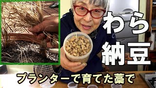 プランターで育てた稲でわら納豆作ったよ｜納豆作り方｜田舎暮らし｜シニアライフ